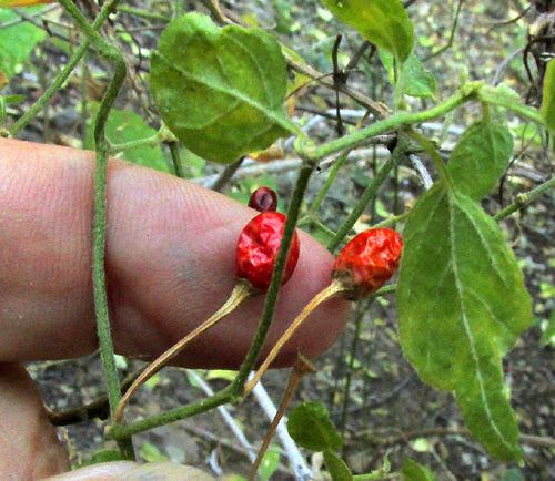 Peperoni — Bild 4