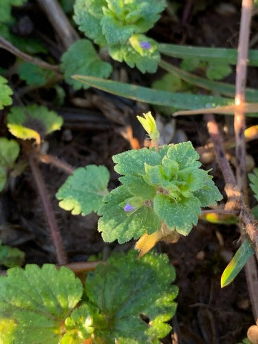 Speedwell persiano — Bild 5