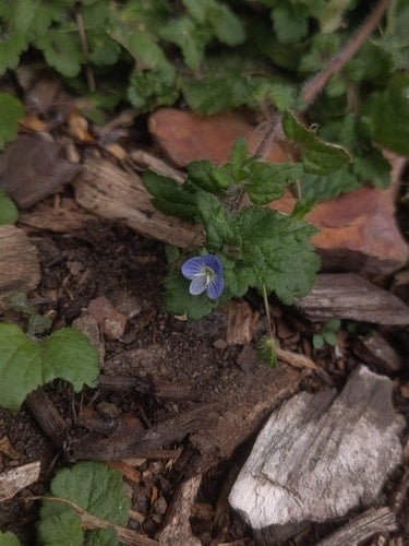 Speedwell persiano — Bild 4