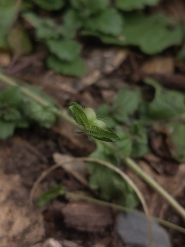 Speedwell persiano — Bild 3