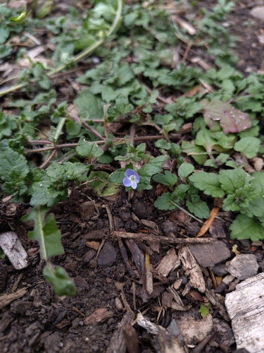 Speedwell persiano — Bild 2