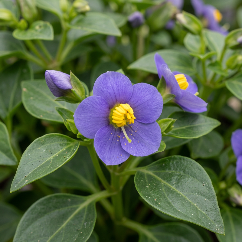 Viola persiana (Exacum affine), illustrazione IA
