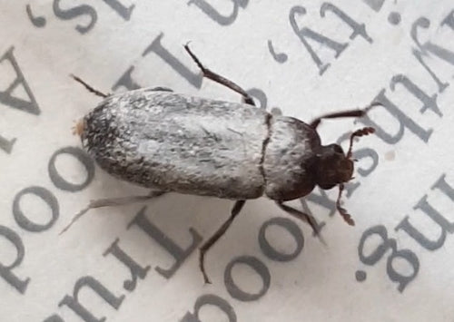 Scarabeo della pancetta peruviana — Bild 5