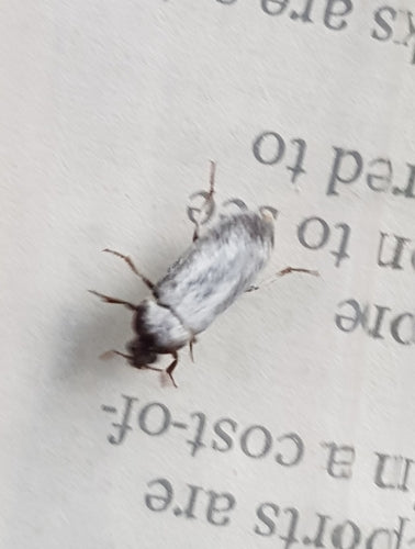 Scarabeo della pancetta peruviana — Bild 4
