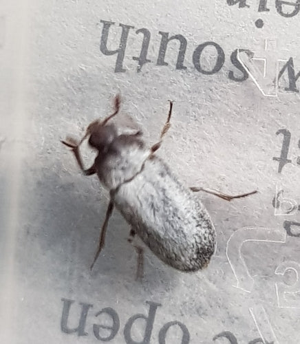 Scarabeo della pancetta peruviana — Bild 3