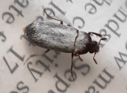 Scarabeo della pancetta peruviana — Bild 2