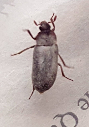 Scarabeo della pancetta peruviana — Bild 1