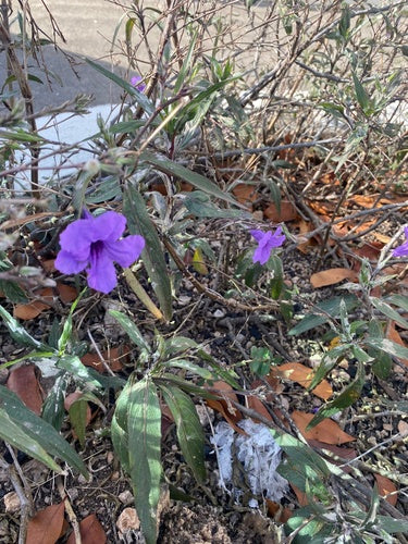 Petunie — foto 1 di 8