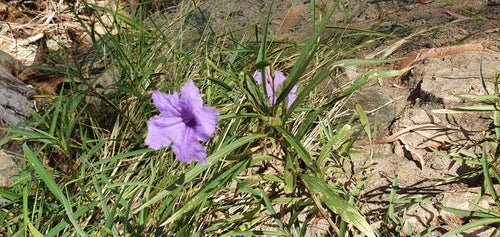 Petunie — foto 3 di 8