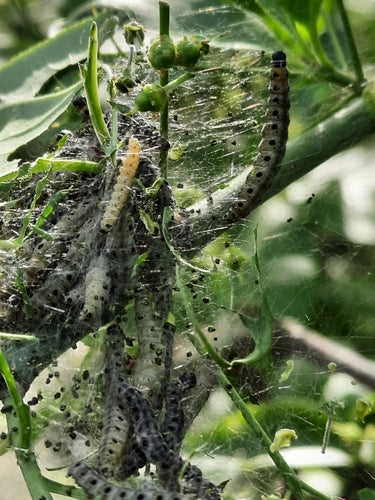 Pfaffenhütchen falena web — Bild 3