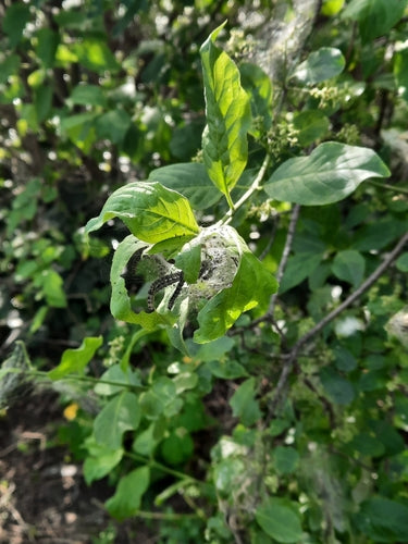 Pfaffenhütchen falena web — Bild 2