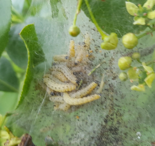 Pfaffenhütchen falena web — Bild 5