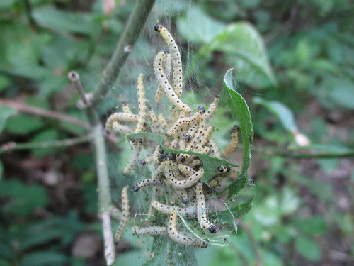 Pfaffenhütchen falena web — Bild 4