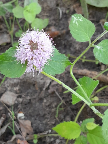 menta piperita — Bild 5