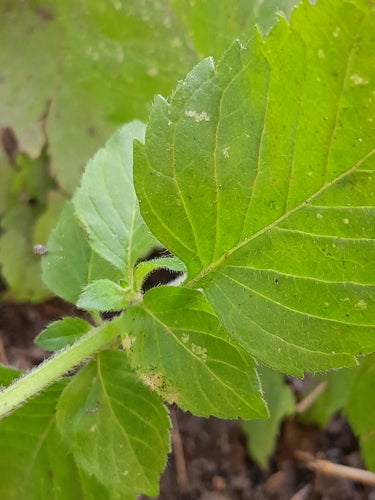 menta piperita — Bild 4
