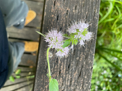 menta piperita — Bild 3