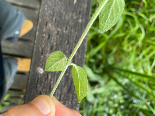 menta piperita — Bild 2