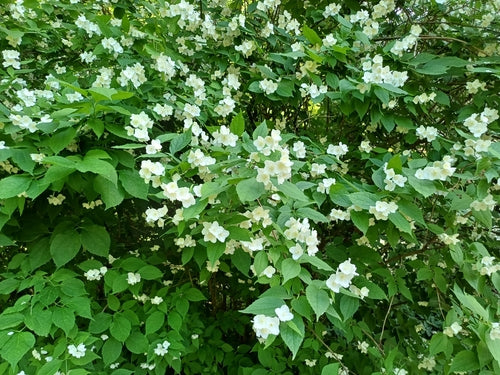 Boccola per tubi — Bild 2