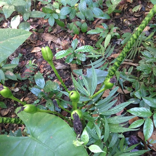 Foglia di freccia — Bild 3