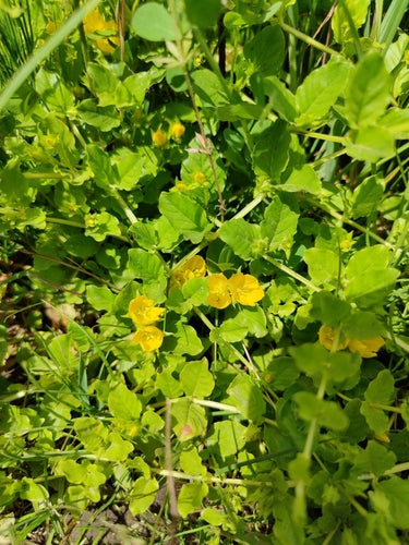 Pennywort — Bild 4