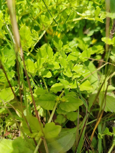 Pennywort — Bild 3