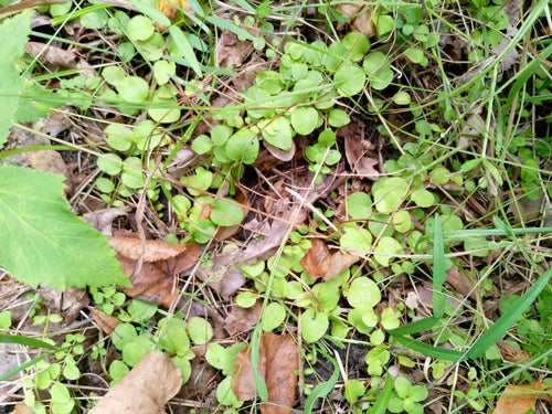 Pennywort — Bild 2