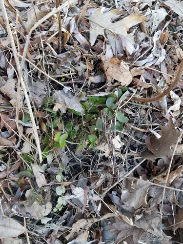 Pennywort — Bild 5