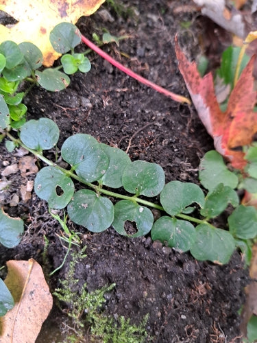Pennywort — foto 3 di 10
