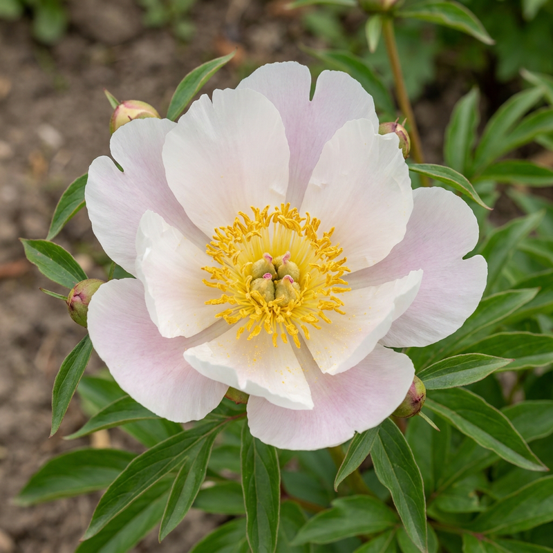 Peonia