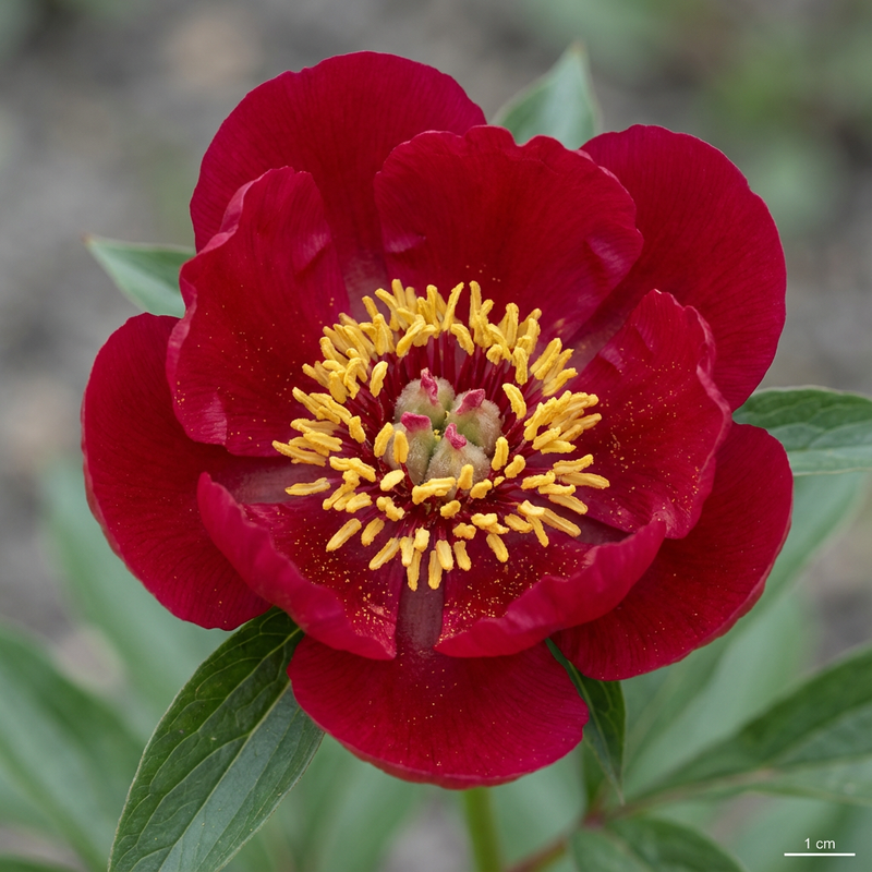 Peonie