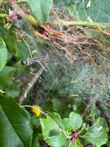 Falena della prugna — Bild 2