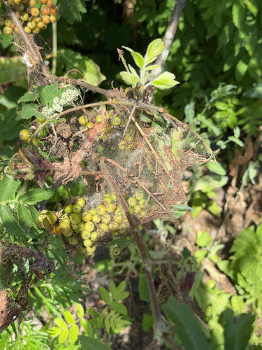Falena della prugna — Bild 5