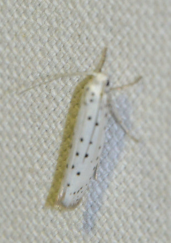 Falena della prugna — Bild 3
