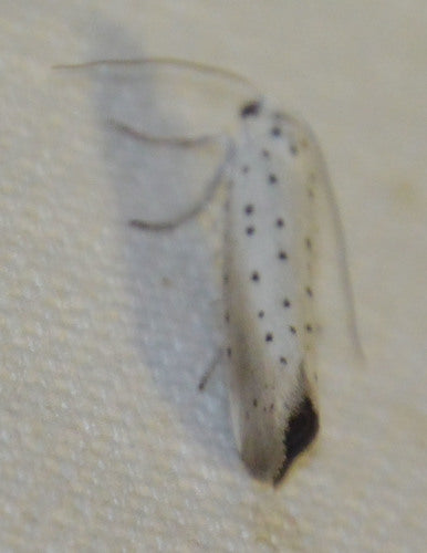 Falena della prugna — Bild 4