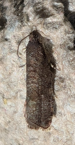 Falena di prugna — Bild 3