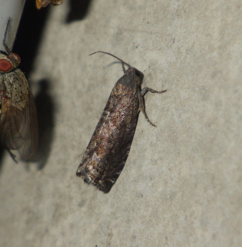 Falena di prugna — Bild 2
