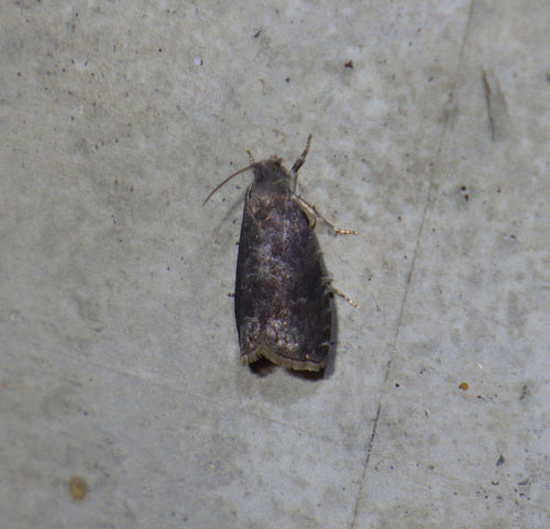 Falena di prugna — Bild 4