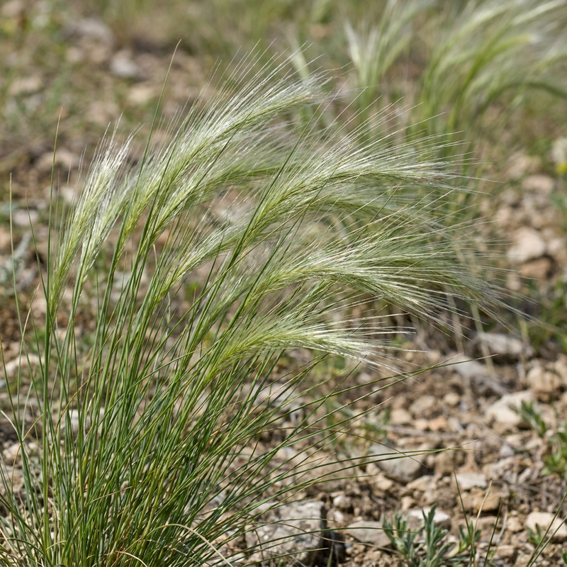 Erba di prugna