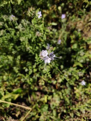 Facelia — Bild 2