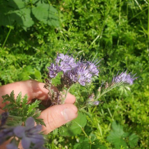 Facelia — Bild 5