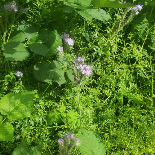 Facelia — Bild 4