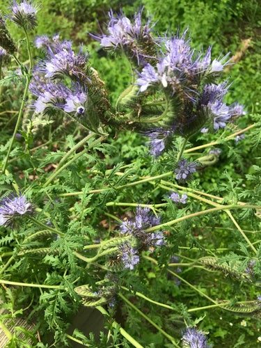 Facelia — Bild 3