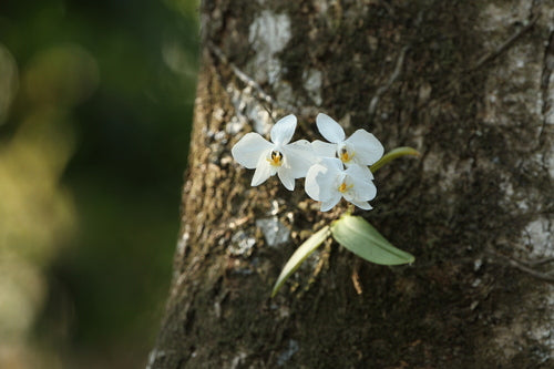 Phalaenopsis — Bild 5