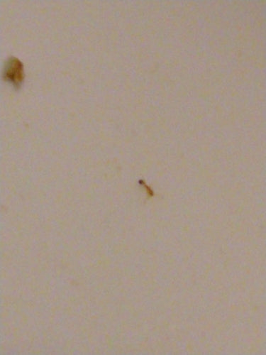 Formica faraone — foto 3 di 9