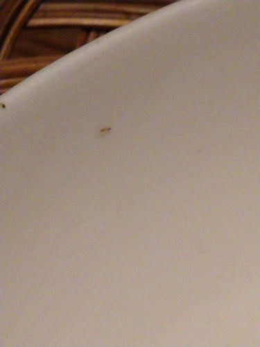Formica faraone — foto 2 di 9