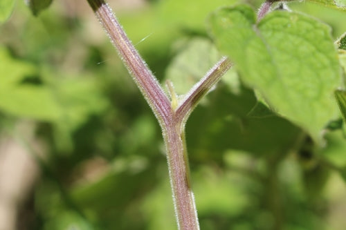 Physalis — Bild 4