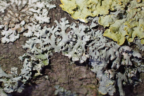 Lichene Physcia — foto 2 di 9
