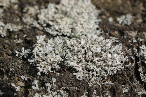 Lichene Physcia — foto 4 di 9