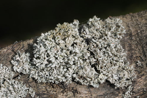 Lichene Physcia — foto 5 di 9
