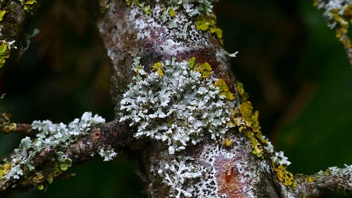 Lichene Physcia — foto 3 di 9